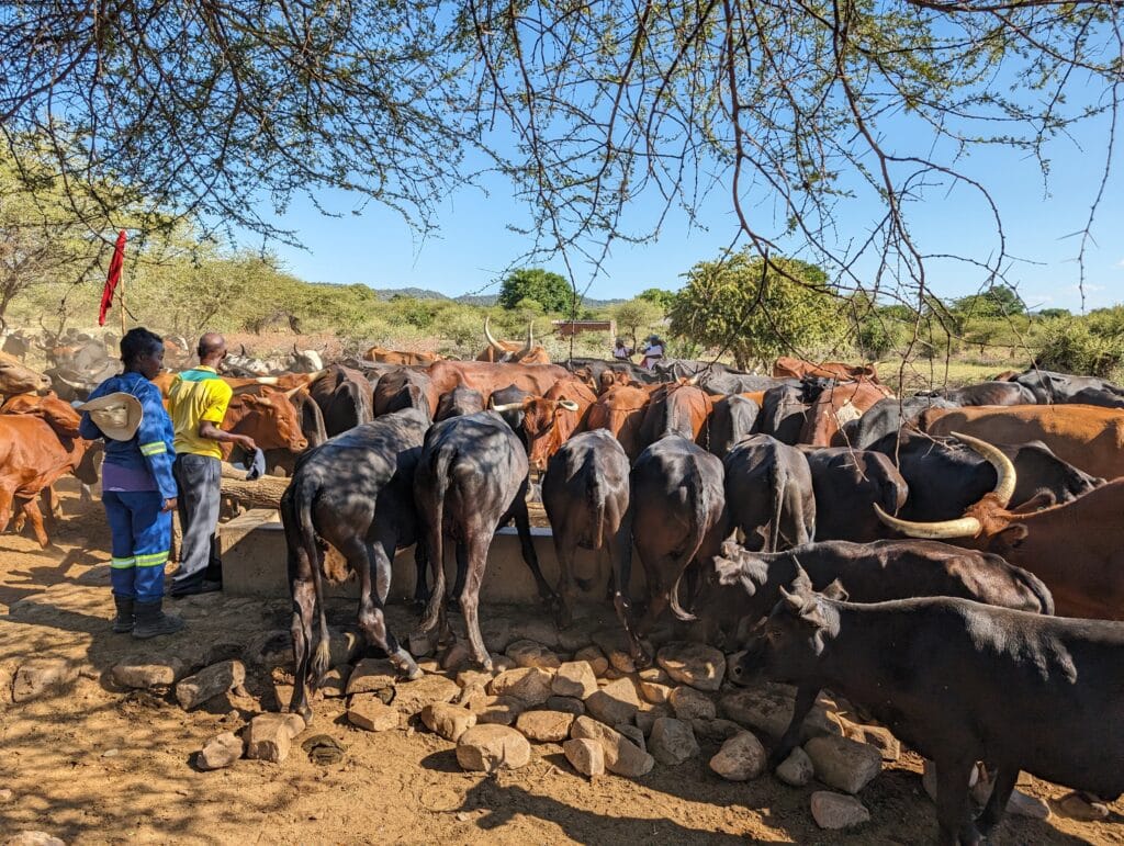 Heifers are being distributed to provide farmers with an opportunity improve their family's nutrition and income