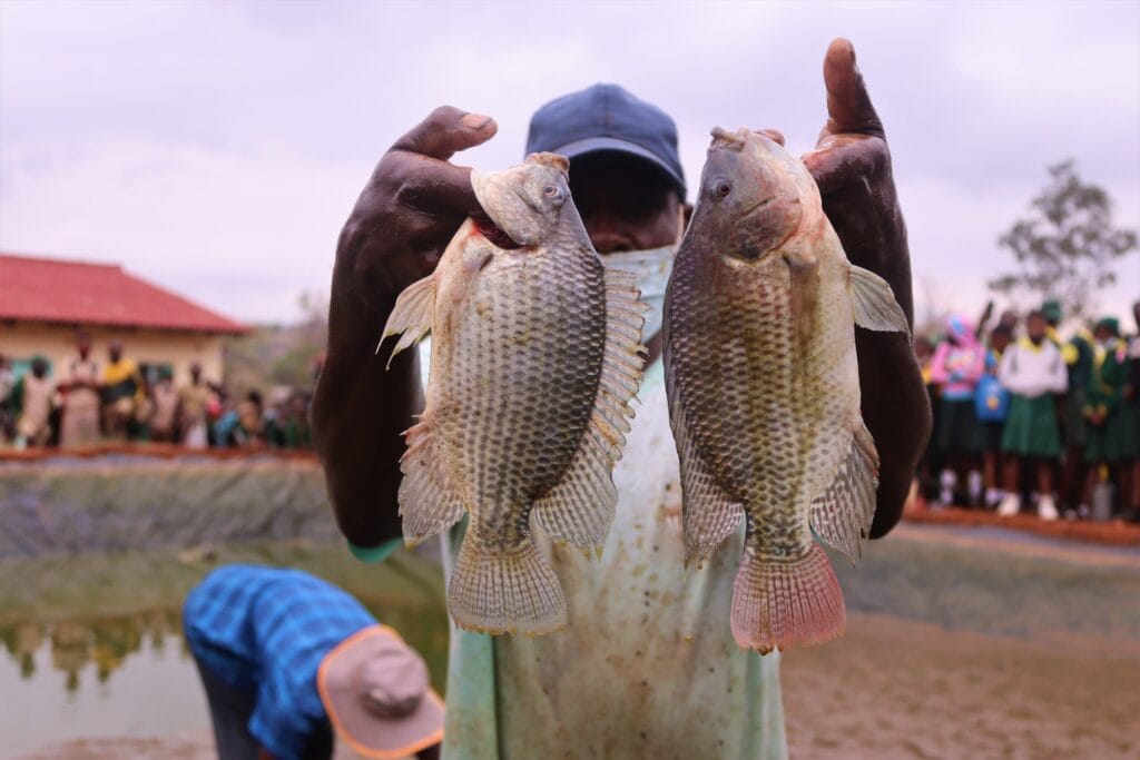 Tilapia are farmed in the newly constructed ponds.